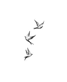 three birds are flying in the sky together