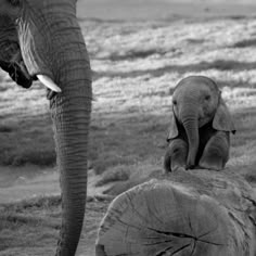 there is a lot of good in life and an elephant standing on top of a log