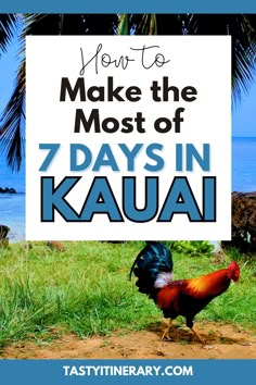 a rooster with the words how to make the most of 7 days in kauai