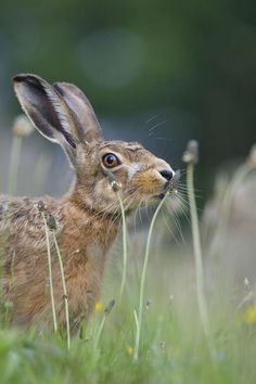 a small brown rabbit standing in tall grass