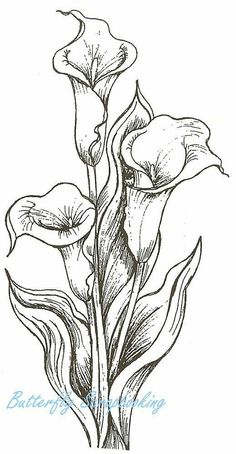 an ink drawing of two flowers