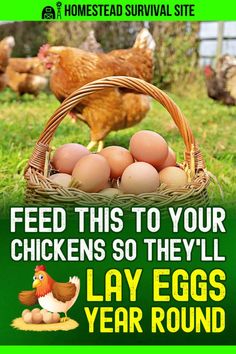 an advertisement for lay eggs year round with chickens in the background and text that reads feed this to your chickens so they'll lay eggs year round