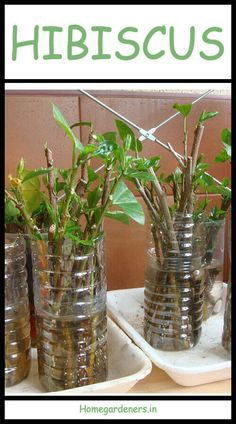 three glass vases filled with plants sitting on top of a table next to each other