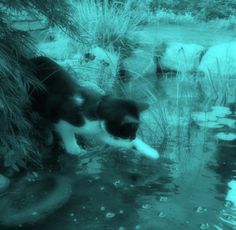 a black and white cat drinking water from a pond