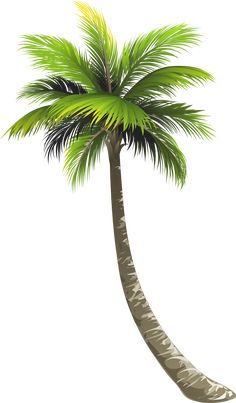 a palm tree on a white background with clippings to cut out the leaves