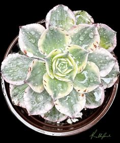 a green and white plant with drops of water on it's leaves in a glass bowl