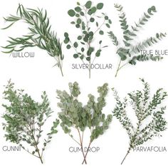 four different types of green plants on a white background