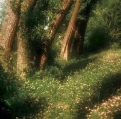 trees and grass in the middle of a forest