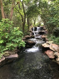 a stream running through a lush green forest