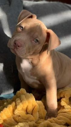 a brown puppy sitting on top of a blanket