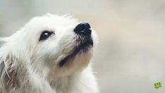 a white dog looking up at the sky