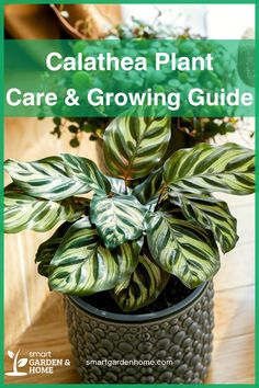 a potted plant sitting on top of a wooden table with text overlay that reads calathea plant care and growing guide