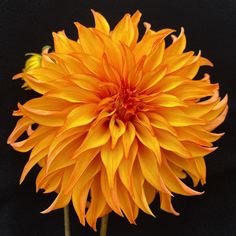 a large yellow flower on a black background