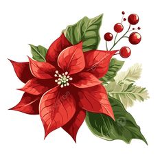 a red poinsettia with green leaves and berries