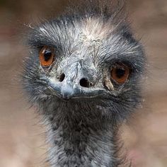 an ostrich looking at the camera with brown eyes