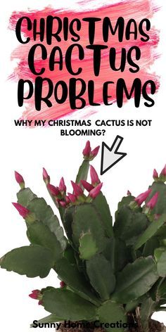 a cactus plant with the words christmas cactus problems why my christmas cactus is not blooming?