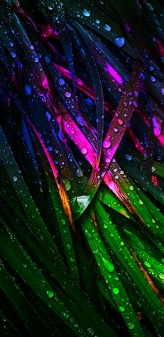 water droplets on the leaves of a palm tree