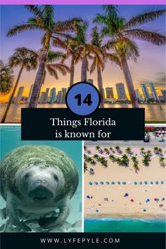 Click to discover what Florida known for. Florida things to do | Florida travel | what to do in Florida What To Do In Florida, Rainbow Springs State Park, Blizzard Beach, Rainbow Springs, Family Fun Games, Visit Florida