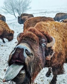 a herd of bison standing on top of a snow covered field