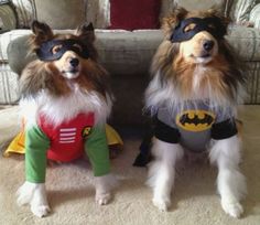 two dogs dressed up as batman and robin