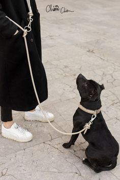 Chien de race Staffie. Photographie canine. Collier et laisse pour chien en paracorde ultra solide. Fabriqué à la main en France. Dog Collar Diy Tutorials, Pet Store Ideas, Dog Accesories, Diy Dog Collar, Pet Businesses, Dog Branding, Dog Clothes Patterns, Dog Bed Large, Dog Safety