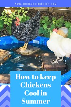 two chickens are standing in a pool with the words how to keep chickens cool in summer