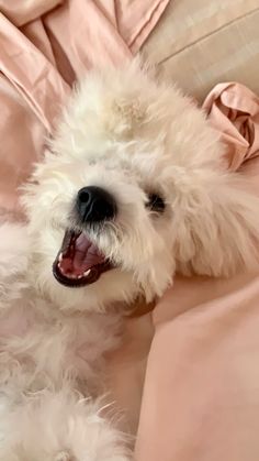 a small white dog laying on top of a pink bed sheet with its tongue hanging out