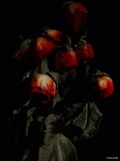 a bunch of red roses sitting on top of a green leafy plant in the dark