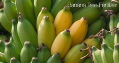 bunches of green and yellow bananas are hanging from the top of a banana tree