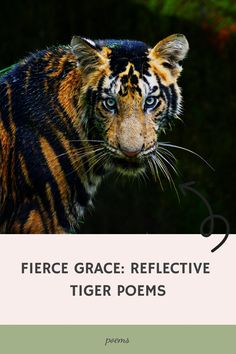 a tiger with the words fierce grace reflective tiger poem