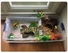 a plastic container filled with plants and rocks