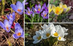 four different pictures of flowers in various stages of blooming, including purple and yellow