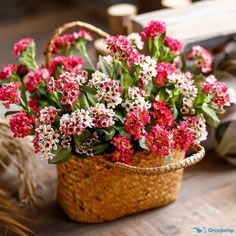 small red and white flowers in a basket