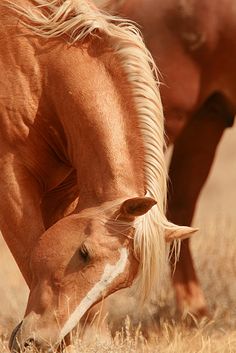 a brown horse grazing on dry grass next to another horse in a field with long blonde hair