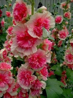 pink and white flowers are blooming in the garden