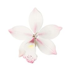 a white and pink flower on a white background