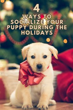 a puppy wearing a red bow sitting in front of a christmas tree with the words 4 ways to socialize your puppy during the holidays