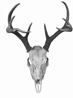 an animal skull with antlers is shown in black and white