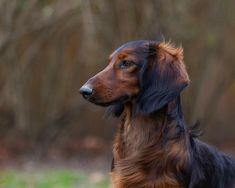 a brown and black dog standing in the grass