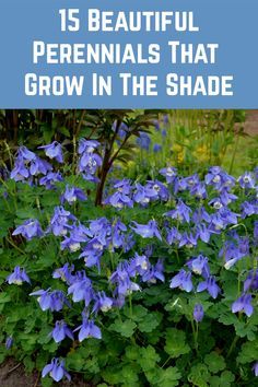 blue flowers with text overlay that reads 15 beautiful perennials that grow in the shade