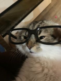 a cat with glasses on it's face