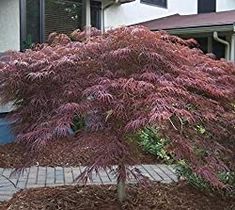 a purple tree in front of a house