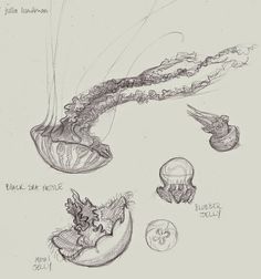 some drawings of jellyfish and other marine creatures