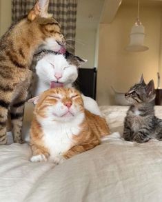 three cats sitting on top of a bed next to each other with their mouths open