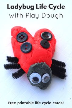 the ladybug life cycle with play dough is an easy and fun way to teach kids about ladybugs