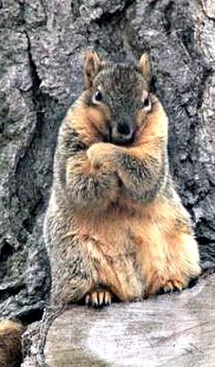 a squirrel sitting on top of a tree stump next to a large rock and looking at the camera