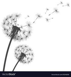 a dandelion with flying seeds on a white background