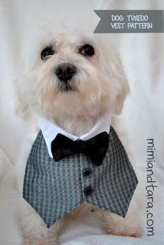 a small white dog wearing a suit and bow tie