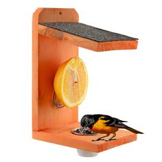 a bird is eating from a bowl on a shelf with a slice of fruit in front of it