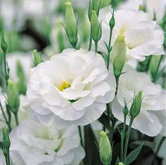 white flowers are blooming in the garden